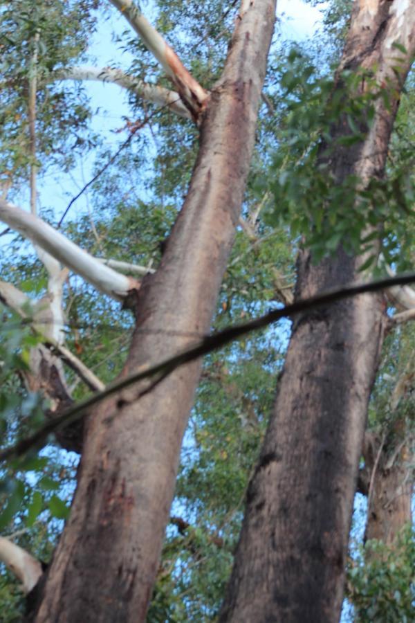 Hotel Kerikeri Glamping Esterno foto